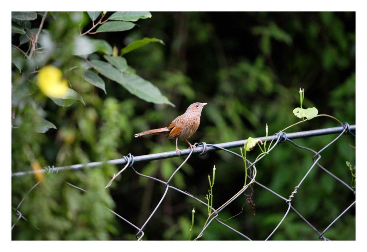 Saffronstays Himalaica, Nainital Bhowali 外观 照片
